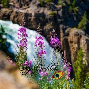 Meet your Posher, Patti